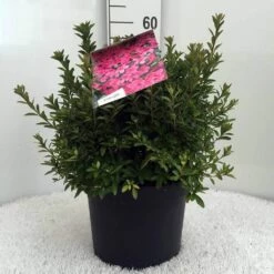 Japanse Azalea (Rhododendron 'Madame Van Hecke') -DIRECTPLANT Winkel r. aj mme van hecke c10