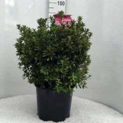 Japanse Azalea (Rhododendron 'Madame Van Hecke') -DIRECTPLANT Winkel r. aj mme van hecke c15 1