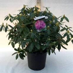 Rhododendron (Rhododendron Catawbiense 'Grandiflorum') -DIRECTPLANT Winkel r. cat. grandiflorum c30