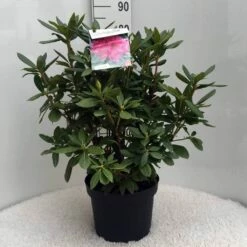 Rhododendron (Rhododendron 'Cosmopolitan') -DIRECTPLANT Winkel r. cosmopolitan c10 50 cm