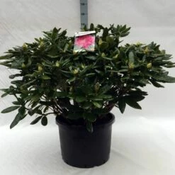Rhododendron (Rhododendron 'Cosmopolitan') -DIRECTPLANT Winkel r. cosmopolitan c40