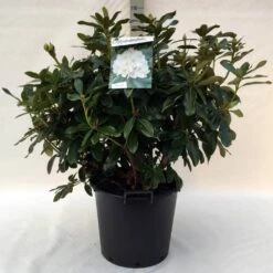 Rhododendron (Rhododendron 'Cunningham White') -DIRECTPLANT Winkel r. cunn. white c30
