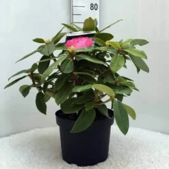 Rhododendron (Rhododendron 'Germania') 35 Rhododendron (Rhododendron 'Germania') -DIRECTPLANT Winkel r. germania c10 50 cm