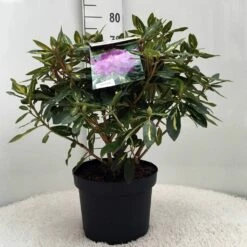 Rhododendron (Rhododendron 'Goldflimmer') -DIRECTPLANT Winkel r. goldflimmer c10 50 cm 1