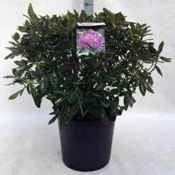 Rhododendron (Rhododendron 'Goldflimmer') -DIRECTPLANT Winkel r. goldflimmer c30