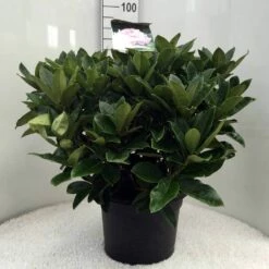 Rhododendron (Rhododendron 'Gomer Waterer') -DIRECTPLANT Winkel r. gomer waterer c20