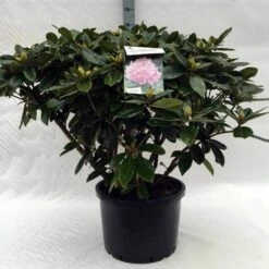 Rhododendron (Rhododendron 'Gomer Waterer') -DIRECTPLANT Winkel r. gomer waterer c40 1