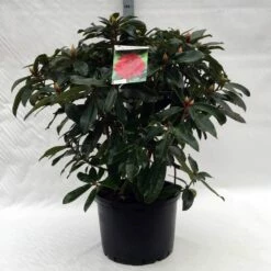 Rhododendron (Rhododendron 'Halfdan Lem') -DIRECTPLANT Winkel r. halfdan lem c40 1