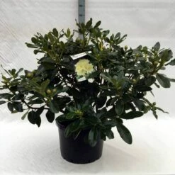 Rhododendron (Rhododendron 'Horizon Monarch') -DIRECTPLANT Winkel r. horizon monarch c40
