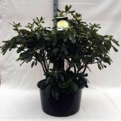 Rhododendron (Rhododendron 'Horizon Monarch') -DIRECTPLANT Winkel r. horizon monarch c80