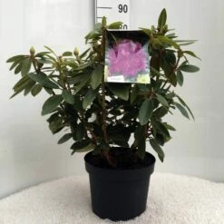 Rhododendron (Rhododendron 'Kokardia') -DIRECTPLANT Winkel r. kokardia c10 50 cm