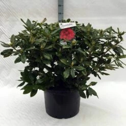 Rhododendron (Rhododendron 'Lord Roberts') 15 Rhododendron (Rhododendron 'Lord Roberts') -DIRECTPLANT Winkel r. lord roberts c40