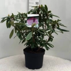 Rhododendron (Rhododendron 'Marcel Menard') -DIRECTPLANT Winkel r. marcel menard c10 50 cm 1