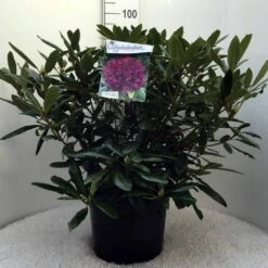 Rhododendron (Rhododendron 'Marcel Menard') -DIRECTPLANT Winkel r. marcel menard c20