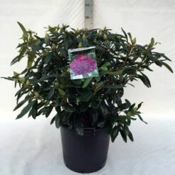 Rhododendron (Rhododendron 'Marcel Menard') -DIRECTPLANT Winkel r. marcel menard c30 1