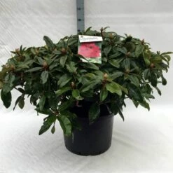 Rhododendron (Rhododendron 'Marie Forte') 22 Rhododendron (Rhododendron 'Marie Forte') -DIRECTPLANT Winkel r. marie forte c40