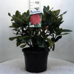 Rhododendron (Rhododendron 'Markeeta's Prize') -DIRECTPLANT Winkel r. markeeta s prize c20 1
