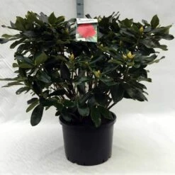 Rhododendron (Rhododendron 'Markeeta's Prize') -DIRECTPLANT Winkel r. markeeta s prize c40