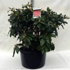 Rhododendron (Rhododendron 'Markeeta's Prize') -DIRECTPLANT Winkel r. markeeta s prize c80