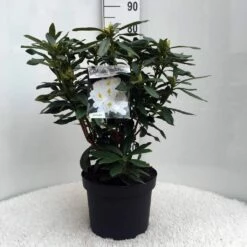 Rhododendron (Rhododendron 'Madame Masson') -DIRECTPLANT Winkel r. mme masson c10 50 cm