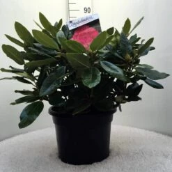 Rhododendron (Rhododendron 'American Beauty') -DIRECTPLANT Winkel r. p.a. beauty c20 1