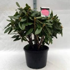 Rhododendron (Rhododendron 'American Beauty') 23 Rhododendron (Rhododendron 'American Beauty') -DIRECTPLANT Winkel r. pierce amercian beauty c40