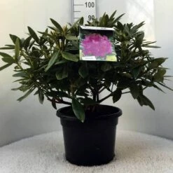 Rhododendron (Rhododendron 'Polarnacht') -DIRECTPLANT Winkel r. polarnacht c20