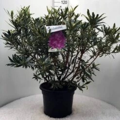 Bosrhododendron (Rhododendron Ponticum 'Variegatum') -DIRECTPLANT Winkel r. pont. variegatum c20