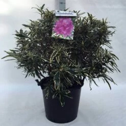 Bosrhododendron (Rhododendron Ponticum 'Variegatum') -DIRECTPLANT Winkel r. pont. variegatum c30