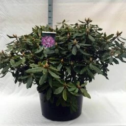 Bosrhododendron (Rhododendron Ponticum 'Roseum') -DIRECTPLANT Winkel r. ponticum roseum c80