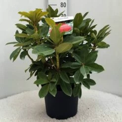 Rhododendron (Rhododendron 'Red Jack') -DIRECTPLANT Winkel r. red jack c10 50 cm