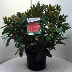 Rhododendron (Rhododendron 'Red Jack') 31 Rhododendron (Rhododendron 'Red Jack') -DIRECTPLANT Winkel r. red jack c20 1