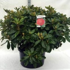Rhododendron (Rhododendron 'Red Jack') -DIRECTPLANT Winkel r. red jack c80 2