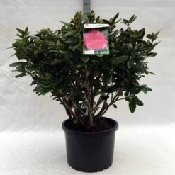 Rhododendron (Rhododendron 'Rocket') -DIRECTPLANT Winkel r. rocket c40 2