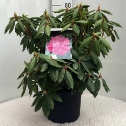 Rhododendron (Rhododendron 'Roseum Elegans') -DIRECTPLANT Winkel r. roseum elegans c10 50 cm