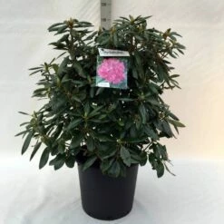 Rhododendron (Rhododendron 'Roseum Elegans') -DIRECTPLANT Winkel r. roseum elegans c30 1