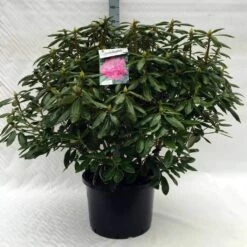 Rhododendron (Rhododendron 'Roseum Elegans') -DIRECTPLANT Winkel r. roseum elegans c40 2