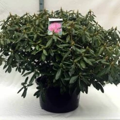 Rhododendron (Rhododendron 'Roseum Elegans') -DIRECTPLANT Winkel r. roseum elegans c80