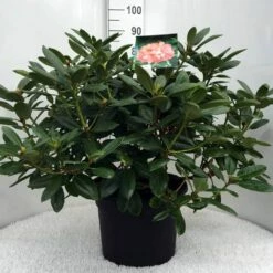 Rhododendron (Rhododendron 'Virginia Richards') -DIRECTPLANT Winkel r. virg. richards c20 1
