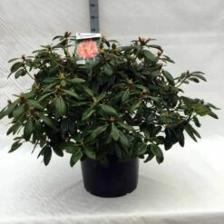 Rhododendron (Rhododendron 'Virginia Richards') -DIRECTPLANT Winkel r. virginia richards c40 1