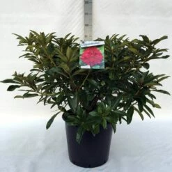 Rhododendron (Rhododendron 'Wilgen's Ruby') -DIRECTPLANT Winkel r. wilgen s ruby c30 1