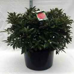 Rhododendron (Rhododendron 'Wilgen's Ruby') -DIRECTPLANT Winkel r. wilgens ruby c80 1