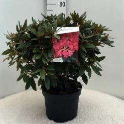Rhododendron (Rhododendron 'Winsome') -DIRECTPLANT Winkel r. winsome c10 50 cm