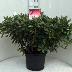 Rhododendron (Rhododendron 'Winsome') -DIRECTPLANT Winkel r. winsome c20