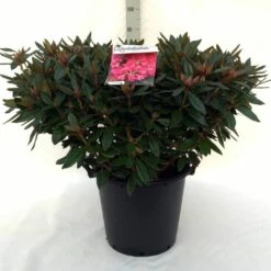 Rhododendron (Rhododendron 'Winsome') -DIRECTPLANT Winkel r. winsome c30