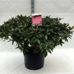Rhododendron (Rhododendron 'Winsome') -DIRECTPLANT Winkel r. winsome c40 1