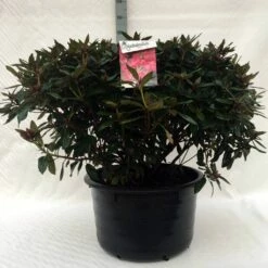 Rhododendron (Rhododendron 'Winsome') -DIRECTPLANT Winkel r. winsome c80