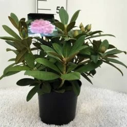 Rhododendron (Rhododendron 'Doc') -DIRECTPLANT Winkel r. y doc c5 1