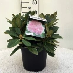 Dwergrhododendron (Rhododendron 'Dreamland') -DIRECTPLANT Winkel r. y dreamland c5 2