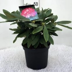 Dwergrhododendron (Rhododendron 'Fantastica') -DIRECTPLANT Winkel r. y fantastica c5 1